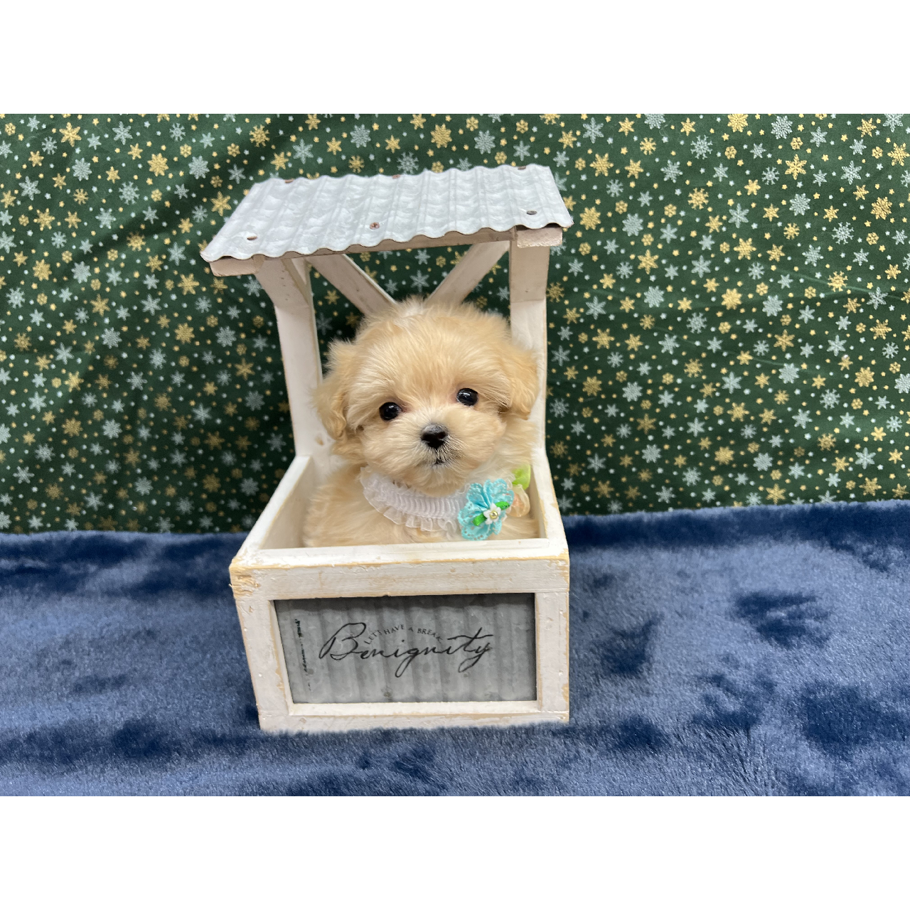 ミックス犬-マルプー(マルチーズ×トイプードル)の子犬情報 | ペッティア