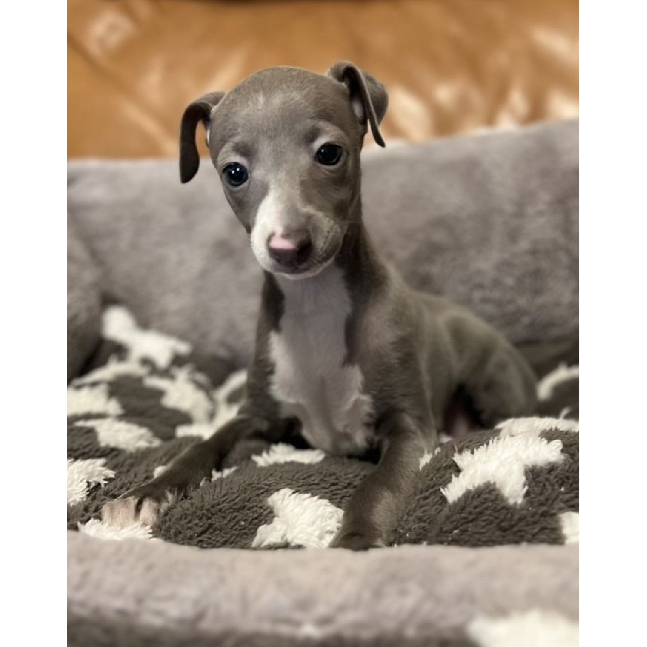 人気No.1 イタリアングレーハウンドの子犬情報 | ペッティア 羊毛フェルト