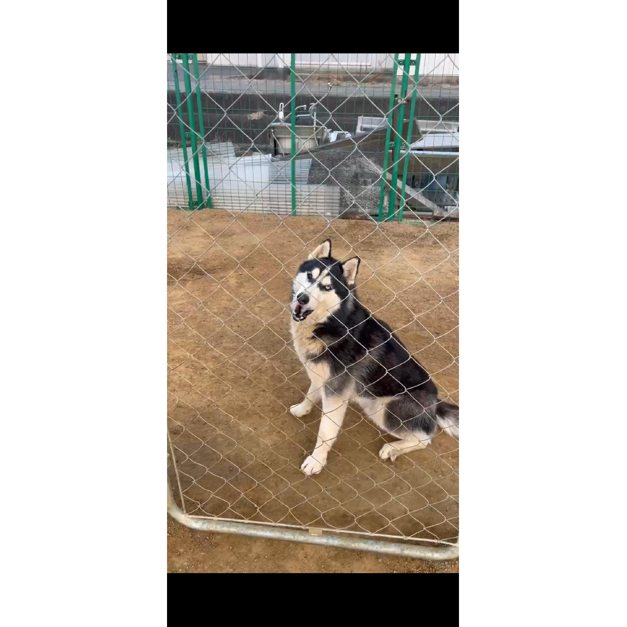 シベリアンハスキーの子犬情報 | ペッティア